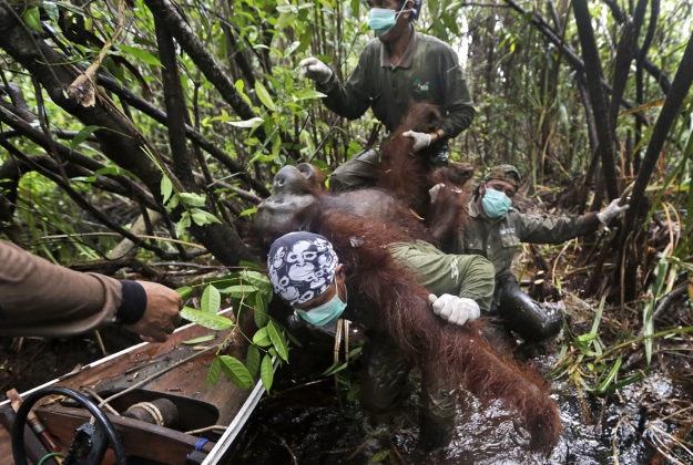 Conservationists from the Borneo Orangutan Survival Foundation carry a tranquilized orangutan to a waiting boat as they conduct a rescue and release operation for orangutans trapped in a swath of jungle. 
