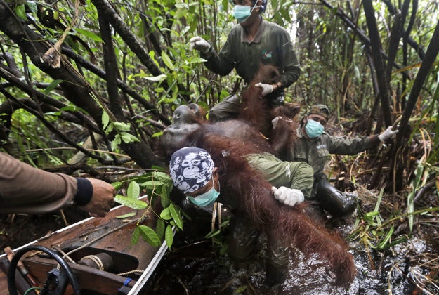 Conservationists from the Borneo Orangutan Survival Foundation carry a tranquilized orangutan to a waiting boat as they conduct a rescue and release operation for orangutans trapped in a swath of jungle.
