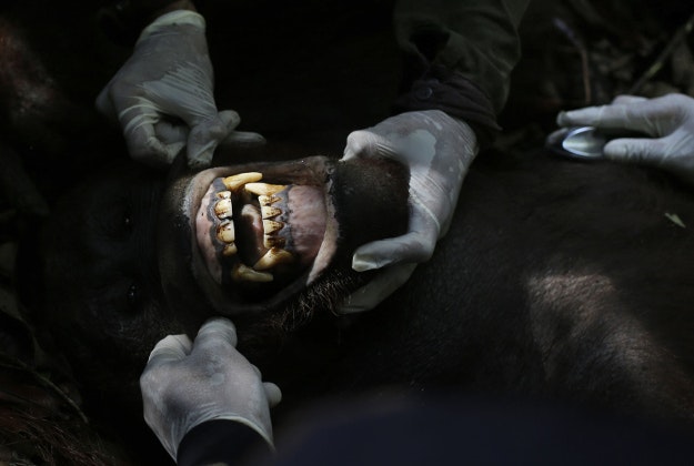 Conservationists of Borneo Orangutan Survival Foundation examine the teeth of a tranquilized orangutan to determine its age. 