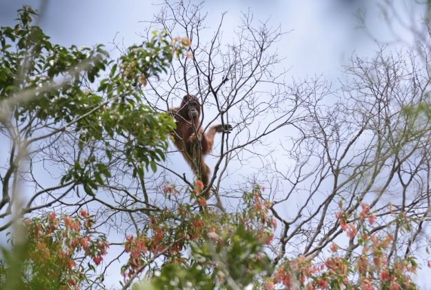 A wild orangutan is spotted in a tree during a rescue and release operation for orangutans trapped in a swath of jungle. 