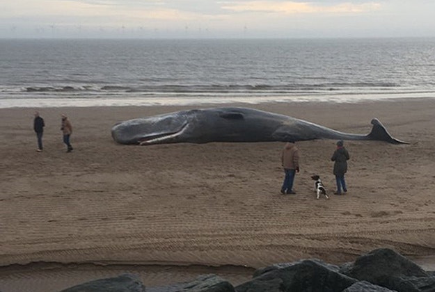 Handout photo taken from the Twitter feed of the @RNLIskegness of one of three dead sperm whales that have washed up on a beach in Lincolnshire, just a day after another was beached in Norfolk. 