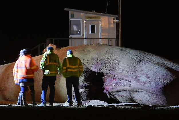 Contractors clear away the body of one of the dead 48ft sperm whales that were washed-up on a beach near Gibraltar Point in Skegness, Lincolnshire, over the weekend. 