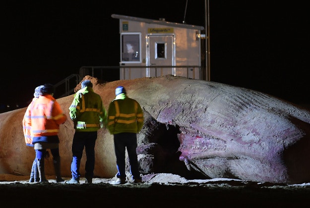 Contractors clear away the body of one of the dead 48ft sperm whales that were washed-up on a beach near Gibraltar Point in Skegness, Lincolnshire, over the weekend.