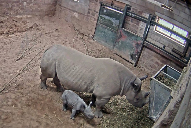 Screengrab from undated handout video issued by Chester Zoo of an Eastern black rhino named Ema Elsa with her newborn calf after the birth of the male calf was captured on CCTV. Image by: Chester Zoo/PA Wire.