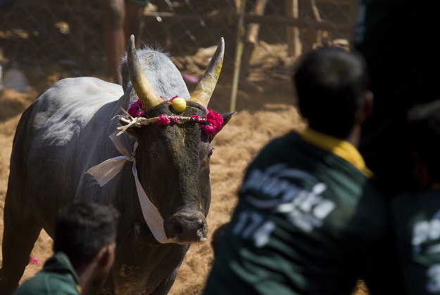 Bull-fighting in Tamil Nadu.