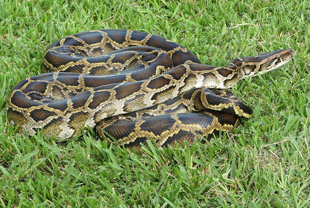 Burmese python in the Everglades National Park.