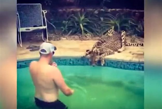 Travel News - CHeetah Poley cautiously approaching the poolside cheetah. Image by Screengrab via YouTube