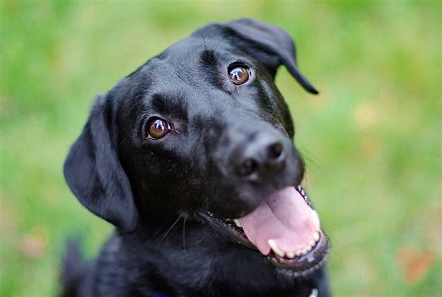 Travel News - Dog Pets trooped out for blessing in Spain.