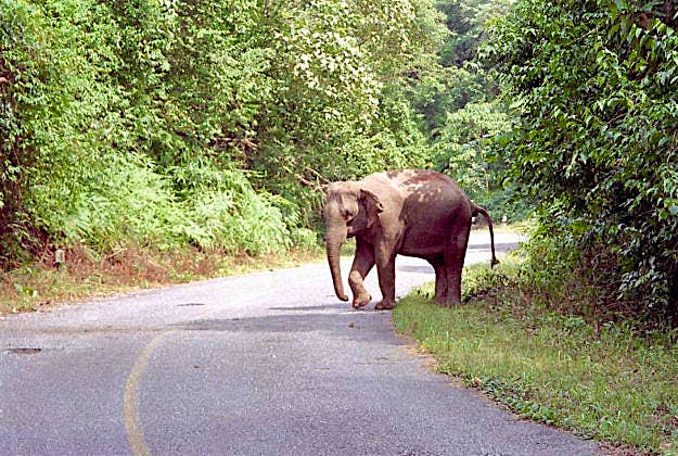 Travel News - Elephant Elephant crossing, Khao Yai National Park.