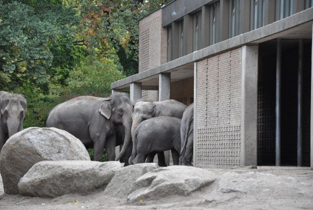 The elephants at Berlin Zoo.