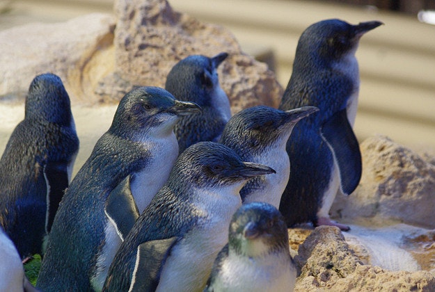 Little Penguins, Penguin Island.