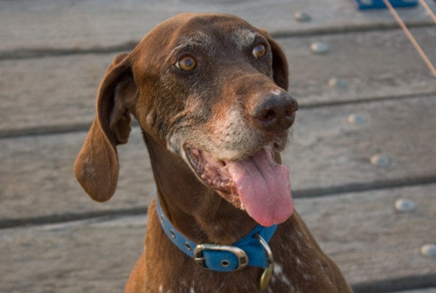 A short-haired German pointer.