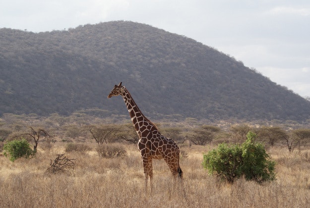 A giraffe in the Samburu National Park, Kenya.