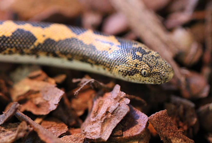 The Javelin Sand Boa.