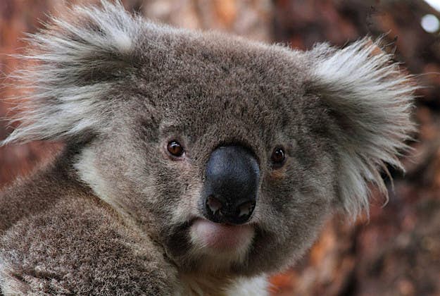 Travel News - Koala Wayne Butterworth Koala.