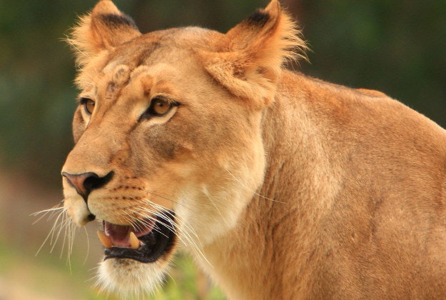 Lion escaped to roam the streets in Dubai.