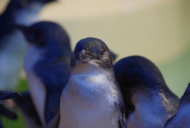 Little Penguins.