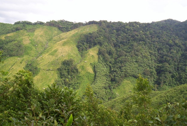 The jungles of Northeast India.