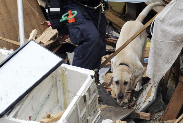 A rescue dog in Japan.