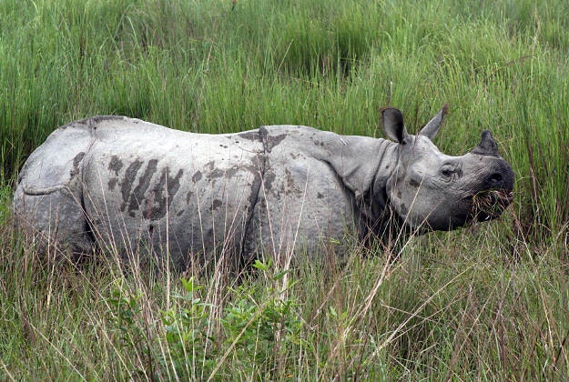 A one-horned Indian rhino.