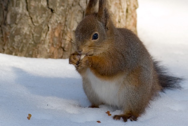 A red squirrel grabbing a snack in the snow.