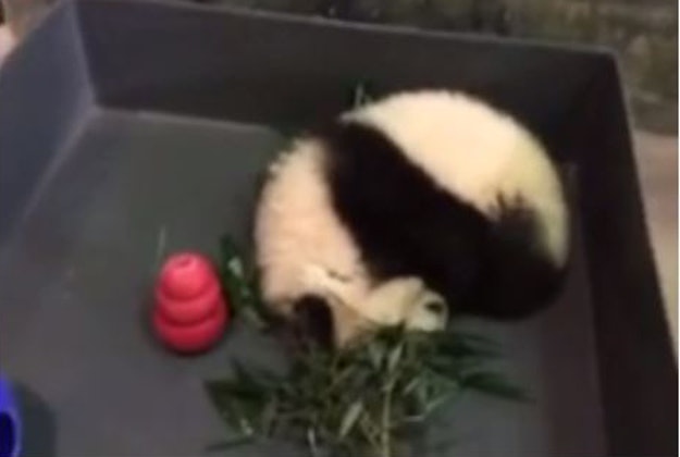 Bei Bei the panda is sleepy during his public debut.