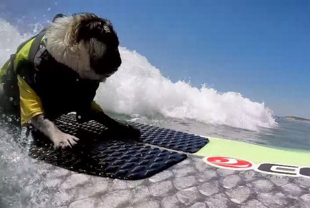 Brandy the surfing pug.