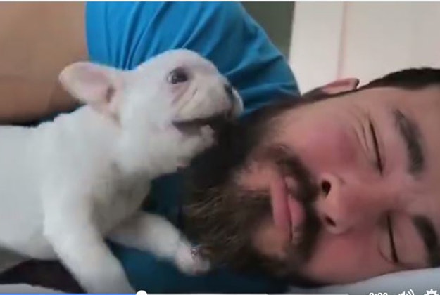 French bulldog pup acting as a very effective alarm clock