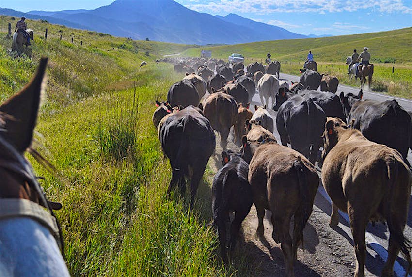 Travel News - cattledrive Florida sees a rare cattle drive.