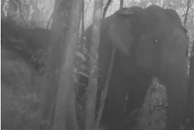 Travel News - elephant The presence of young elephants has raised conservationists' hopes