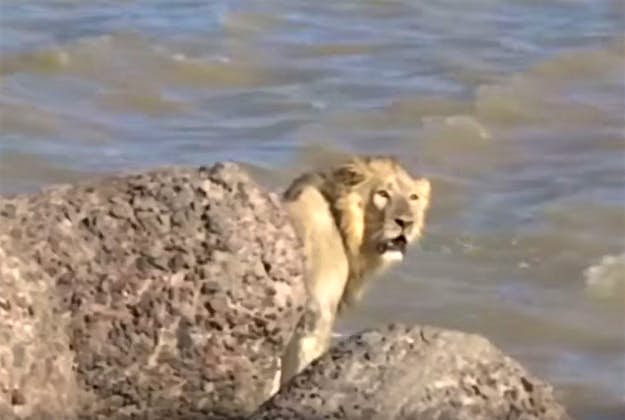 Travel News - lion sea A distressed lion jumped into the Arabian Sea trying to get away from a crowd