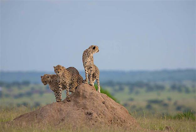 Travel News - makeitkenya2 In a photograph taken by Make It Kenya 8 January 2016, a family group of three cheetah stand atop a termite mound in the early morning in the Olare Motorgi Conservancy bordering tha Masai Mara National Reserve in Kenya.