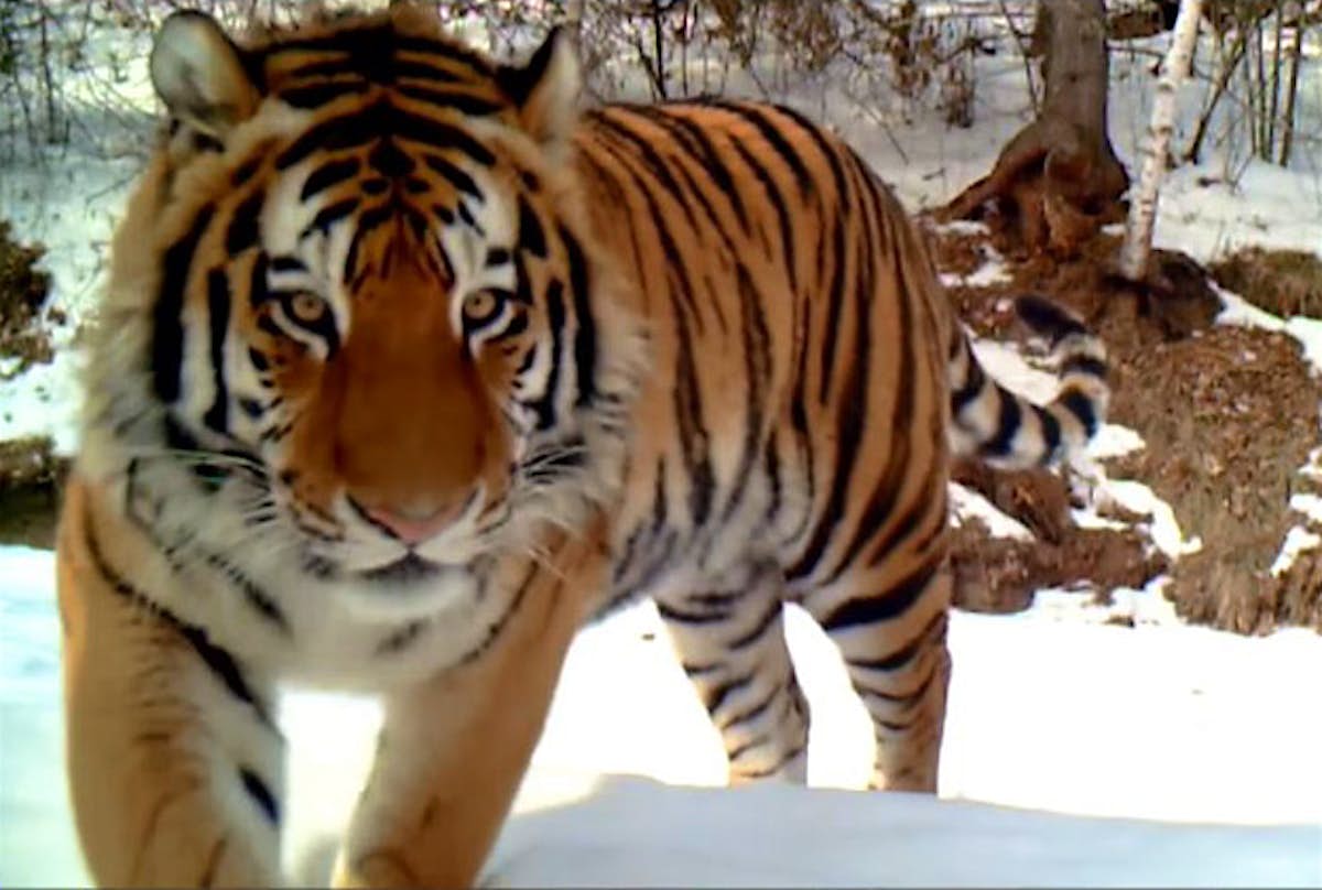 Rare Wild Amur Tiger Caught On Video In China Lonely Planet