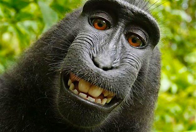 Travel News - monkey A court has ruled that a monkey cannot be the copyright owner of a selfie.