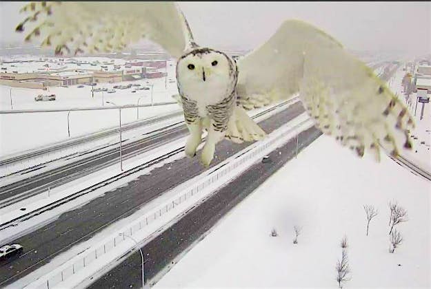 Travel News - owl 1 A snowy owl captured by a Montreal traffic camera