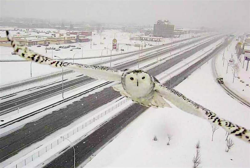 Travel News - owl 2 The owl is the official symbol of Quebec