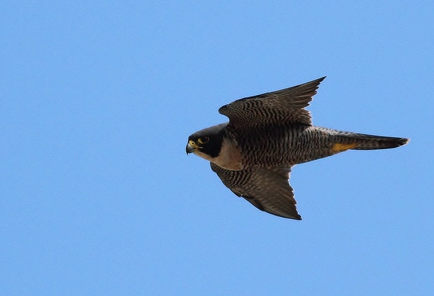 Rare peregrine falcon chick hatches after smuggling drama.