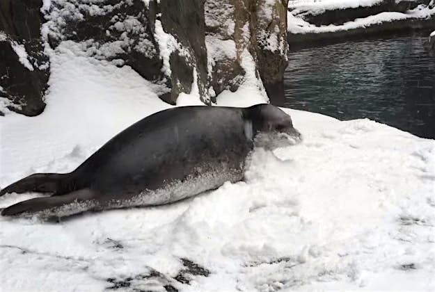 Travel News - seal A harbor seal enjoys the snow at the Oregon Zoo.