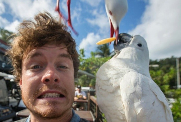 A seagull landing on Allan's shoulder while he feeds a parrot