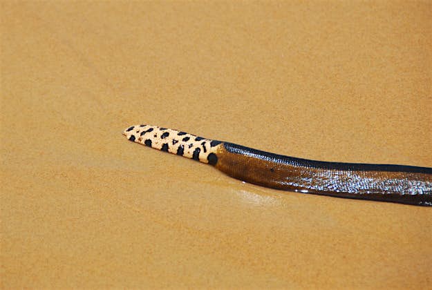 Travel News - yellow-bellied sea snakes The tail of a yellow-bellied sea snake on the sand.