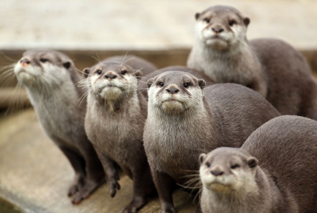 Otters at ZSL Whipsnade Zoo in Bedfordshire, as they welcome the arrival of three new female Asian small-clawed otters to the group. PRESS ASSOCIATION Photo. Picture date: Tuesday February 9, 2016. The Asian small-clawed otters are classified as Vulnerable by the IUCN Red List, due to habitat destruction, water pollution and hunting. 