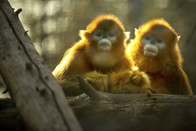 A pair of snub-nosed monkeys look out of their enclosure at the Beijing Zoo in Beijing, Wednesday, Feb. 10, 2016. Millions of Chinese are celebrating the Lunar New Year, which marks the Year of the Monkey on the Chinese zodiac. 