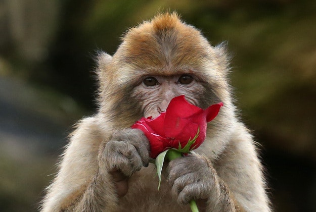 Barbary Macaques are given a Valentines Day treat - roses and frozen love hearts filled with sunflower seeds - at Blair Drummond Safari Park near Stirling. 