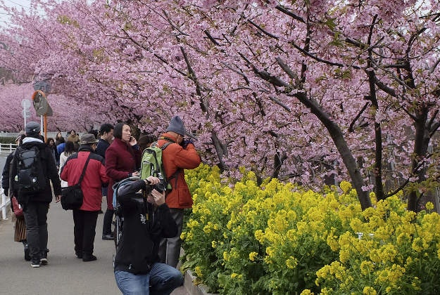 Kawazu-zakura, one of the earliest blooming cherry blossoms, and yellow rapeseed fill along a sidewalk as visitors stop to take pictures in Miura, south of Tokyo, Monday, Feb. 22, 2016, 