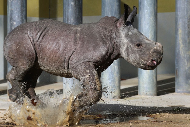 Baby rhinoceros 'Kibo' runs through a puddle in an enclosure at the zoo of  Augsburg, Germany, Monday Feb. 22, 2016. The two-week-old male animal was presented to the public for the first time. 