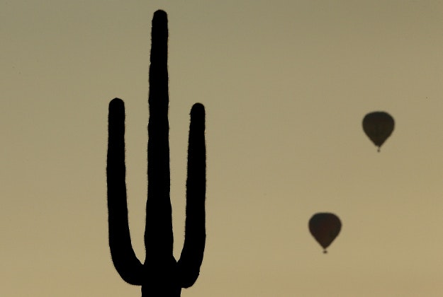 Hot air balloons rise into the morning sky beyond a saguaro cactus Monday, Feb. 22, 2016, in the desert north of Phoenix. 