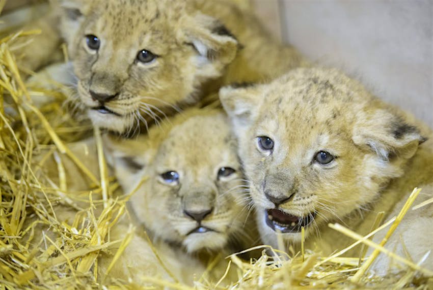 Travel News - 11245611-1 Lion cubs cuddle in the Gyongyos Zoo in Gyongyos, 79 kms northeast of Budapest, Hungary, Tuesday, Feb. 23, 2016. The yet unnamed one male and two female cubs, the fourth litter of lioness Elza, were born on Jan. 12.