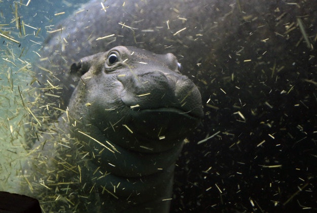 A newborn baby hippo swims with its mother Maruska in their enclosure at the zoo in Prague, Czech Republic, Wednesday, Feb. 24, 2016. The baby was born on Jan. 28, and is yet to be named.