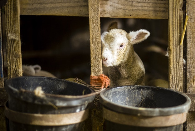 A newborn Spring lamb peeks through a feeding hole in a gate at the Olde House in Chapel Amble, Cornwall, during the lambing season. 