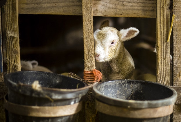 A newborn Spring lamb peeks through a feeding hole in a gate at the Olde House in Chapel Amble, Cornwall, during the lambing season.